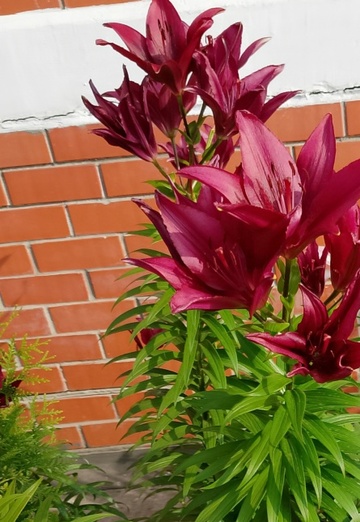 Zuli (@zuli86) — моя фотография № 2