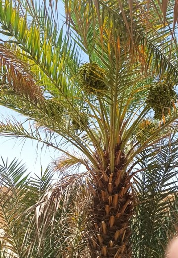 وعل (@1yf8gq313t) — my photo № 1