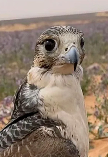 أبو جلال (@y9kdtjf2mq) — my photo № 1